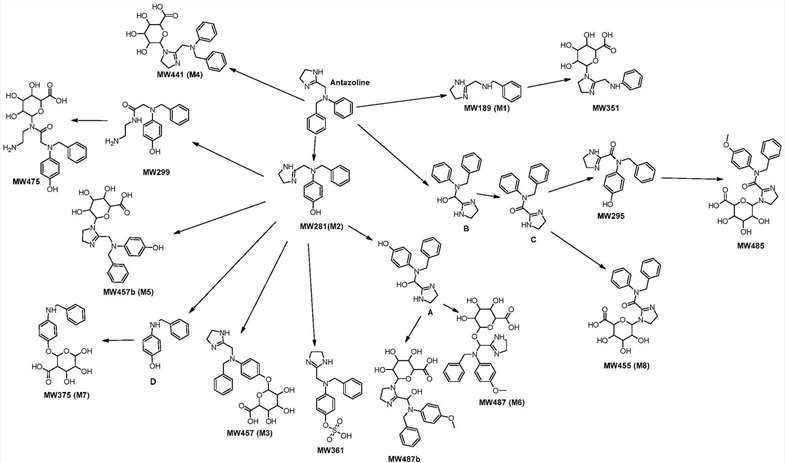 The primary metabolic routes of ANT and the proposed structures of both its Phase I and Phase II metabolites.