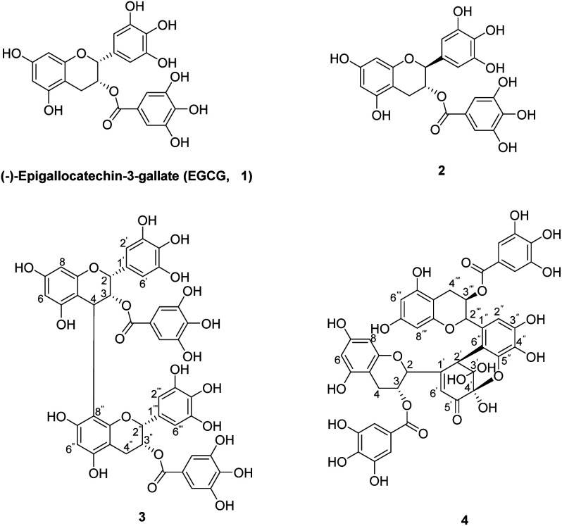 The chemical structures of EGCG and its oxides are presented herewith.