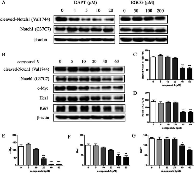 (A) HPB-ALL cells were treated with DAPT (1, 5, 10, 20 μM), and EGCG (50, 100, 200 μM) for 12 h. (B) HPB-ALL cells were treated with compound 3 (5, 10, 20, 40, 60 μM) for 12 h. The expression levels by Western blot (WB) to detect Notch1, cleaved-Notch1, c-Myc, Hes1, and Ki67. β-Actin was used as the loading control. (C-G) Quantification of relative cleaved-Notch1, Notch1, c-Myc, and Hes1 protein levels.