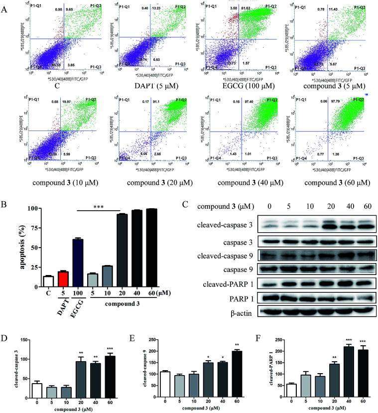 (A) Flow cytometry of T-ALL cells HPB-ALL after treatment with DAPT (5 μM), EGCG (100 μM) and compound 3 (5, 10, 20, 40, 60 μM) for 48 h. (B) The ratio of apoptotic cells in each group is expressed as percentages. (C) The cells were treated with compound 3 (5, 10, 20, 40, 60 μM) for 12 h. The expression levels of cleaved-caspase 3, caspase 3, cleaved-caspase 9, caspase 9, cleaved-PARP 1, and PARP 1 were detected by Western blot (WB). β-Actin was used as the loading control. (D-F) Quantification of relative cleaved-caspase 3, cleaved-caspase 9, and cleaved-PARP 1 protein levels.