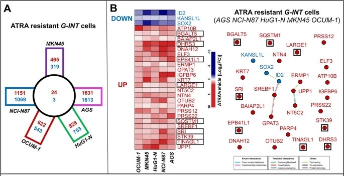 A The panel illustrates the number of genes selectively up-regulated (red) or down-regulated (blue) in each G-INT cell line (squares) and commonly up-regulated (red) or down-regulated (blue) in the 5 cell lines (circle). B The left side of the panel shows a heat map illustrating the effects of ATRA on the expression levels of the 27 genes commonly and significantly (FDR < 0.1) up-regulated (24 genes; UP) and down-regulated (3 genes; DOWN) in the 5 retinoid-resistant G-INT gastric-cancer cell-lines.