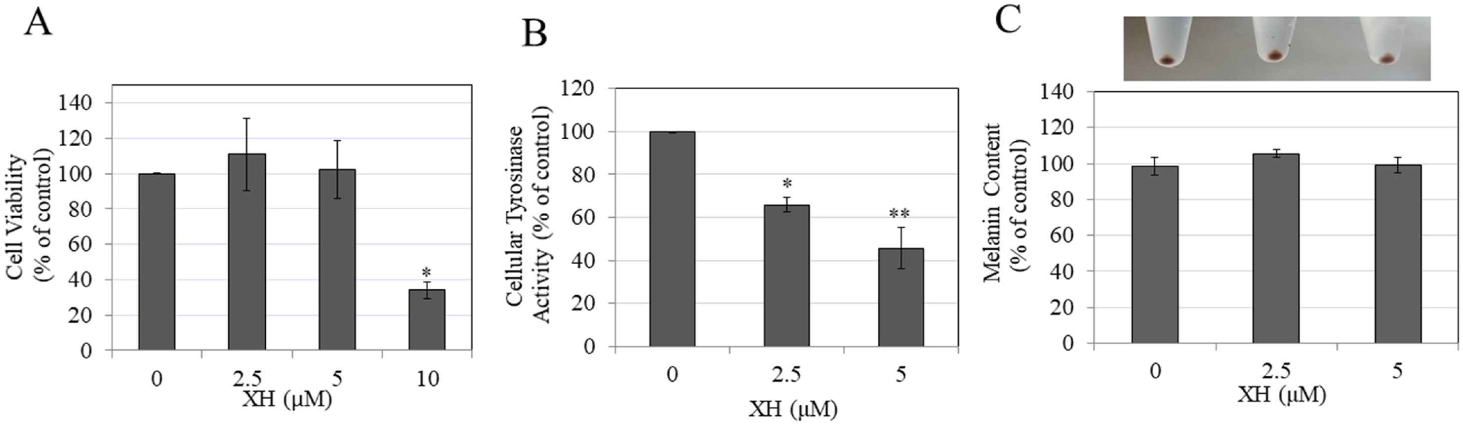 Evaluating the viability, melanin production, and tyrosinase activity of HEM-DP cells under varying XH concentrations.