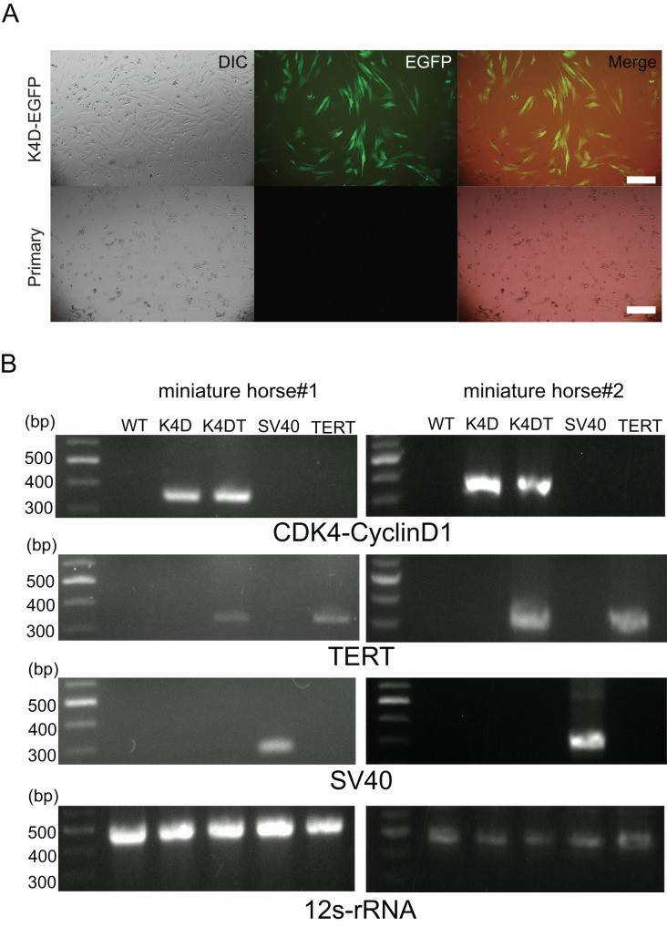 (A) Five days after infection, EGFP expression via CS-CMV-K4D-EGFP in American miniature horse-derived cells was detected, whereas no infected wild type was the negative control. (B) Detection of genomic integration of expression cassette by polymerase chain reaction (PCR). PCR amplification with expression cassette for CDK4-Cyclin D1, TERT, SV40T, and internal control mitochondrial gene 12s-rRNA.