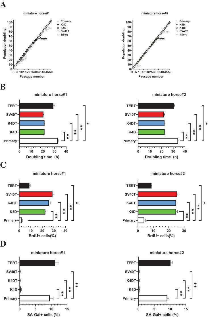 (A) Cell growth curve under the sequential passages. (B) Doubling time at passage 10. (C) BrdU incorporation for 3 h at passage 10 was detected by BrdU antibody. (D) Detection of SA-β-Gal positive cells at passage 15.