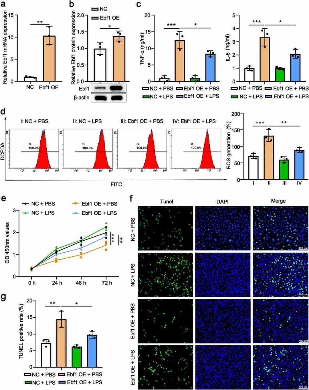 Overexpression of Ebf1 reduces LPS-induced inflammation, oxidative stress, disrupted proliferation, and apoptosis in MLE-15 cells.