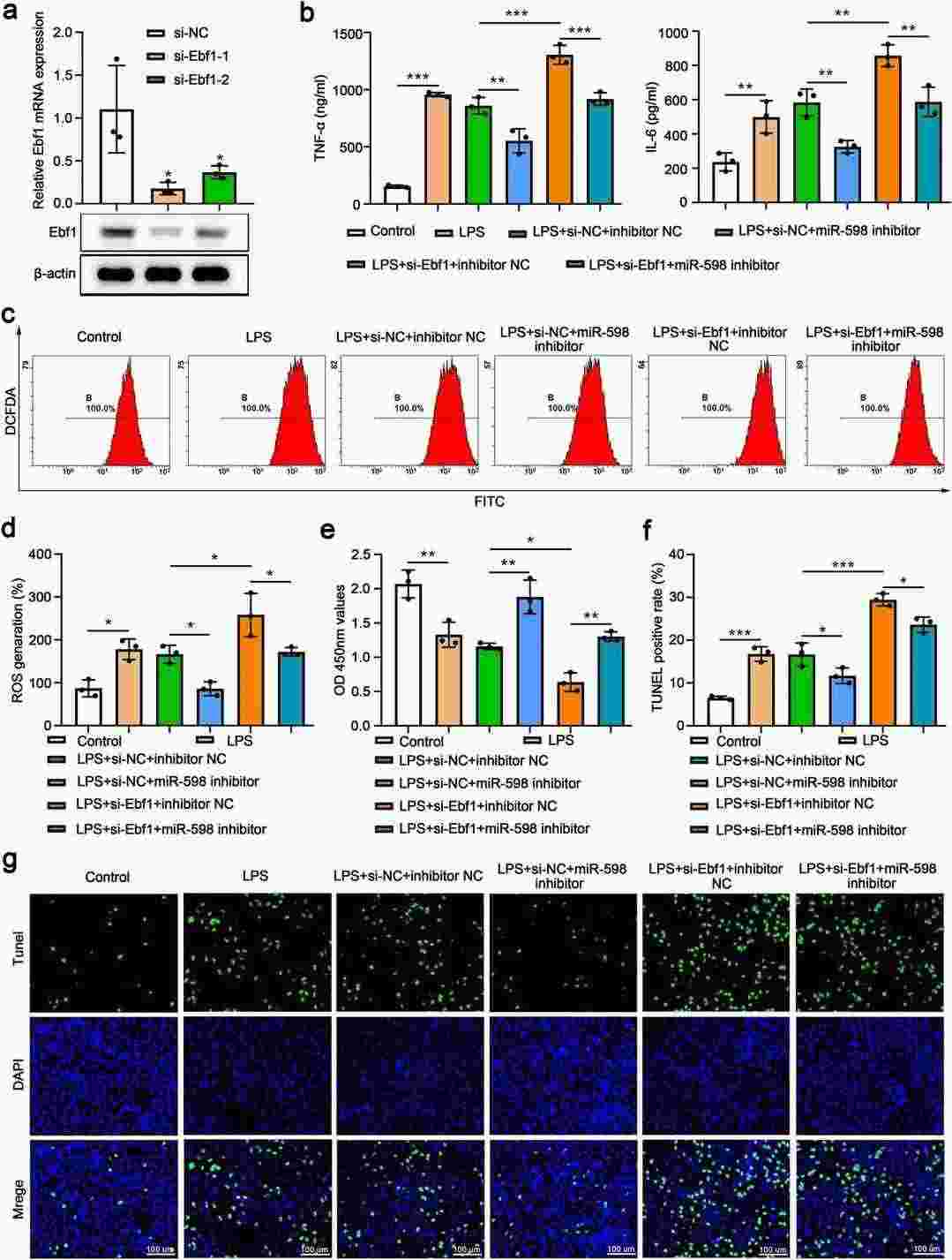 The protective properties of inhibiting miR-598 in MLE-15 cells were nullified by knocking down Ebf1.