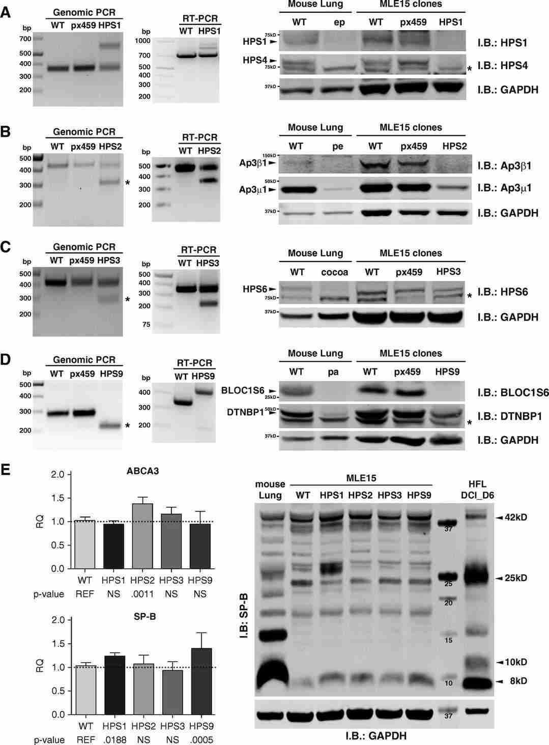 Validation of gene editing for Hermansky-Pudlak syndrome (HPS) in MLE-15 cells.