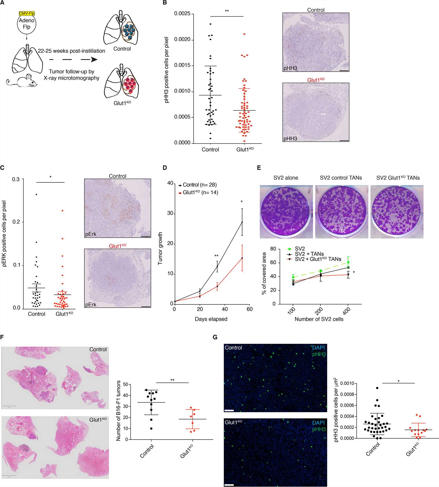 (A) Schematic representation of the experiments. (B) (left) Quantification of phospho-Histone H3 (pHH3) staining in Glut1KO or control tumors. (right) Representative staining of pHH3 in tumors. (C) Quantification of phospho-ERK (pERK) staining in tumors. (right) Representative staining of pERK in tumors. (D) Long-term μCT analysis of tumor-bearing mice. (E) Representative images (upper panel) of the SV2 cell line spreading assay, cultured alone or in the presence of control or Glut1KO TANs. (lower panel), cell-covered area quantification of SV2 cell lines cultured alone or in the presence of control or Glut1KO TANs. (F) Representative Hematoxylin and Eosin (H&E) staining of experimental lung metastases from B16-F1 melanoma cells (left panel). (right panel) Tumor quantification. (G) Representative pHH3 immunofluorescence staining (left panel) and quantification (right panel).