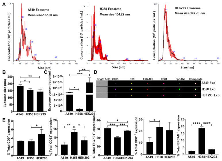 Exosomes were isolated from cultured supernatant by using differential centrifugation (A) Mean size and concentration of A549 cell-derived exosome determined by NanoSight analysis, mean size was recorded as 182.6 nm, 154.22 nm, and 142.7 nm for A549, H358, and HEK293 cells respectively. (B) NanoSight data analysis shows the small size of H358 and HEK293 exosomes compared to A549 cell-derived exosomes. (C) NanoSight data analysis shows a significantly reduced concentration of exosomes produced from 160 mL of culture media collected of p53 null human lung cancer cells H358 compared to A549 and HEK293 cell exosomes. (D) Representative Figure of ImageStream analysis to characterize A549 derived exosomes by expression signals of CD63, CD9, TSG-101, CD81, and EpCAM. (E) Percentage of the total expression of conventional exosome markers expressed over A549, H358, and HEK293 cell exosomes respectively.