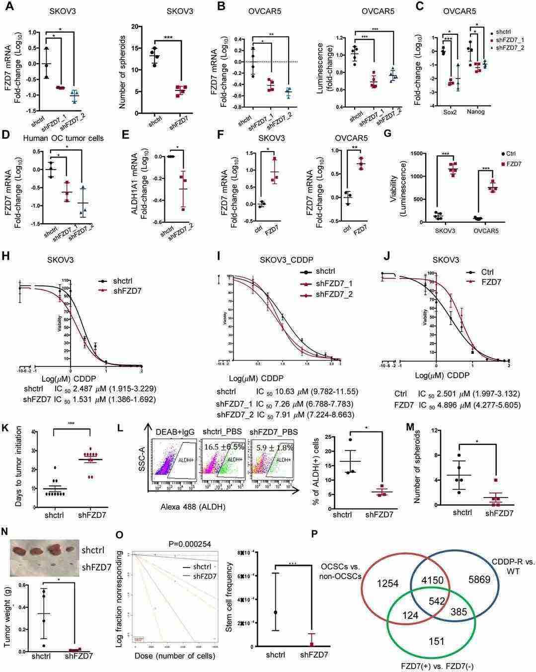 FZD7 regulates stemness characteristics in ovarian cancer cells.