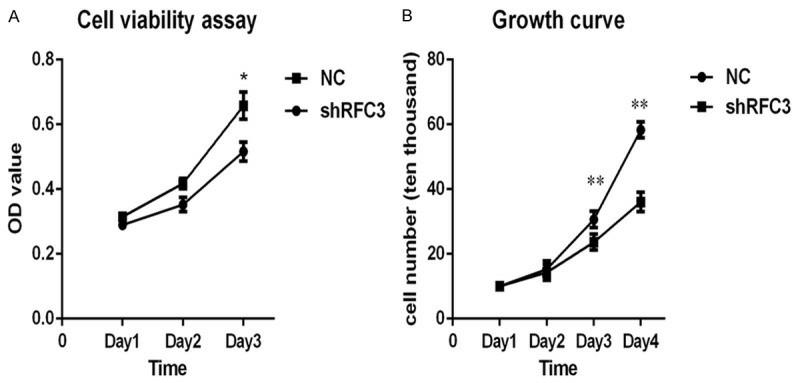 Knock-down of RFC3 alleviated cell viability and proliferation in OVCAR-3 cells.