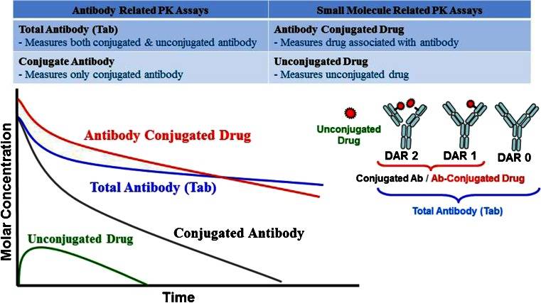 The analytes commonly used for the evaluation of ADC PK and their associated PK profiles are shown.