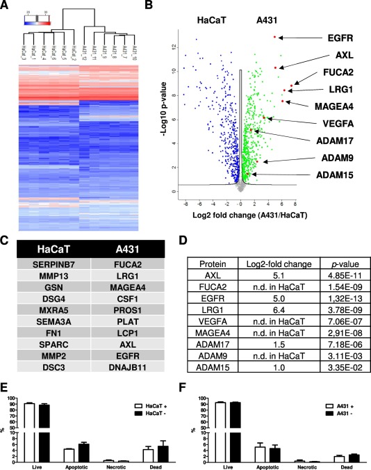 Mass spectrometry-based analysis of the secretome of HaCaT and A431 cells.