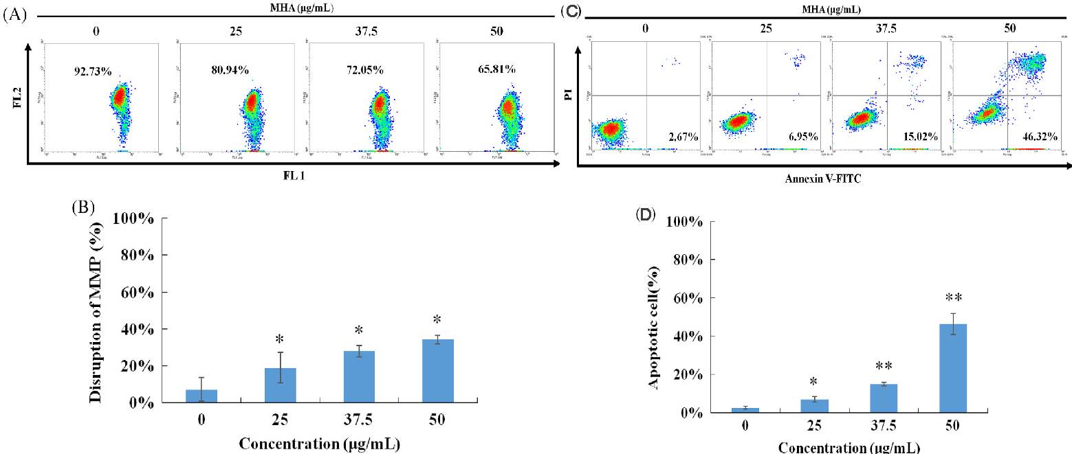 MHA treatment led to a significant decrease in the mitochondrial membrane potential in SUP-T1 cells.