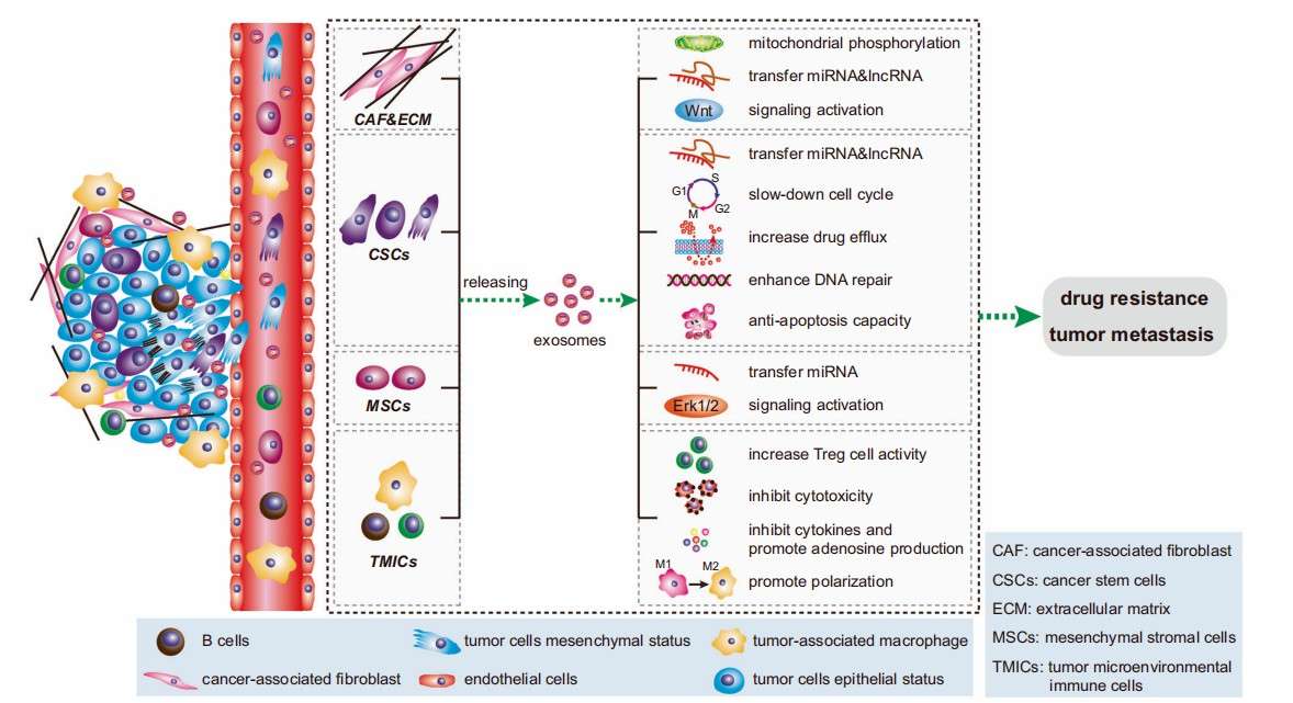 Exosomal signal transduction mechanisms within the tumor microenvironment.