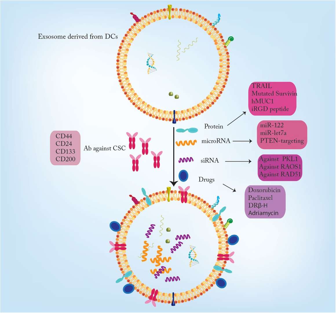 Exosomes are used for drug delivery in cancer therapy.