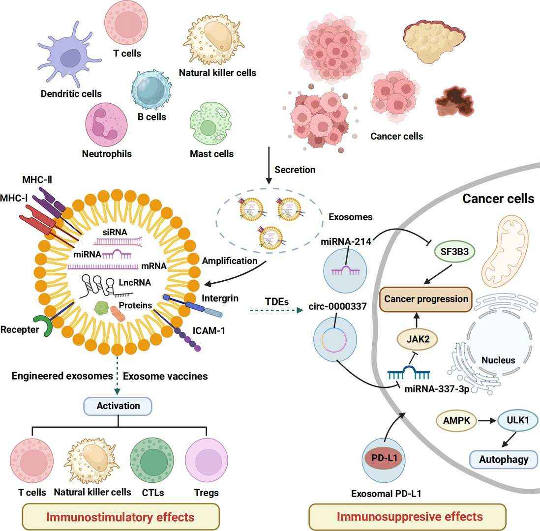 The exosomes' dual role in modulating immune responses, both activating and suppressing immune functions.