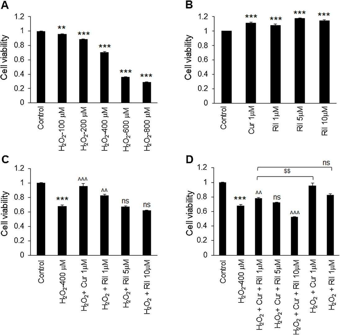 The impact of combining riluzole and curcumin on astrocyte cell death induced by H2O2.