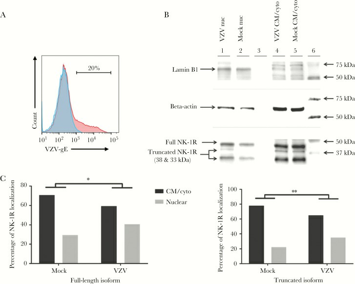 Neurokinin-1 receptor localization in mock-infected and varicella zoster virus (VZV)–infected primary human spinal astrocytes, as determined by Western blot analysis.