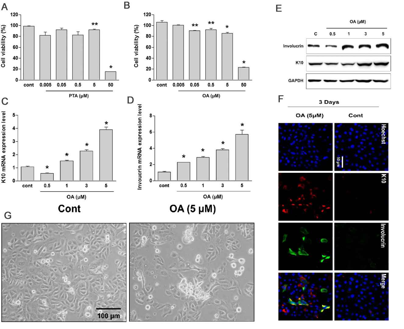 Oleic acid (OA) enhances the differentiation of human keratinocytes.