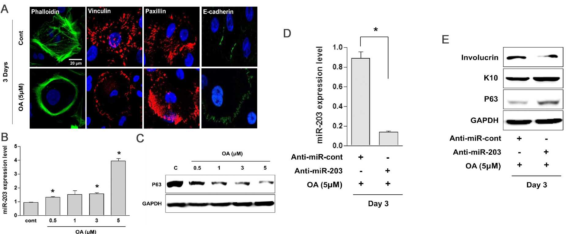 OA speeds up the differentiation of neonatal human epidermal keratinocytes (HEKn) by upregulating miR-203.