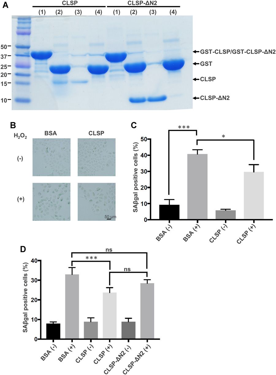 CLSP diminishes the increase in senescence-associated (SA) β-galactosidase activity caused by H2O2 or UV-B.