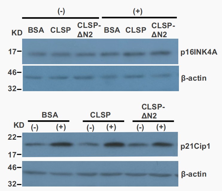 H2O2 treatment triggered the expression of p21cip1, but not p16Ink4A.