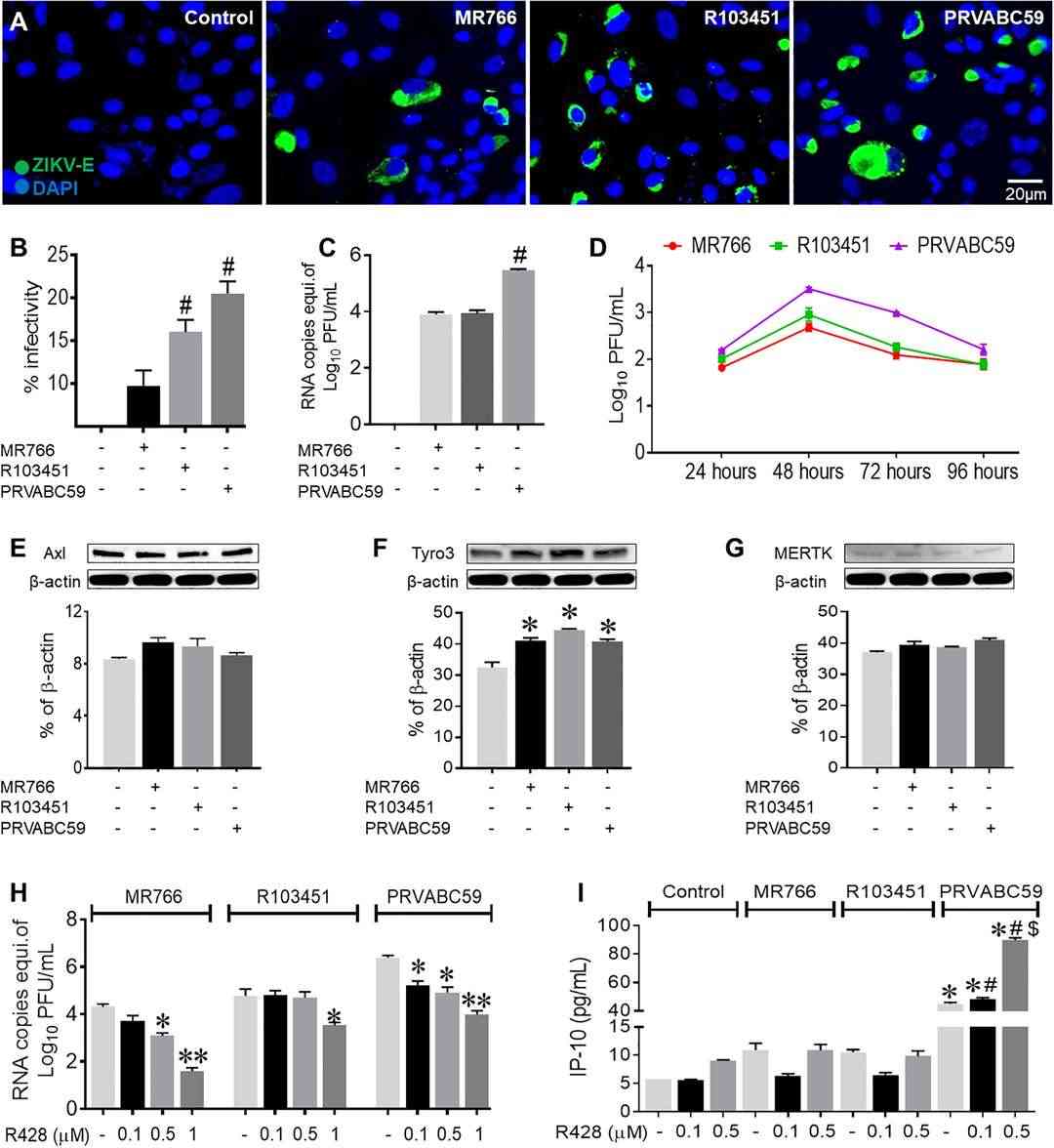 Different infectivity levels of Zika Virus (ZIKV) have been noted in human astrocytes depending on whether the strain is Asian or African.