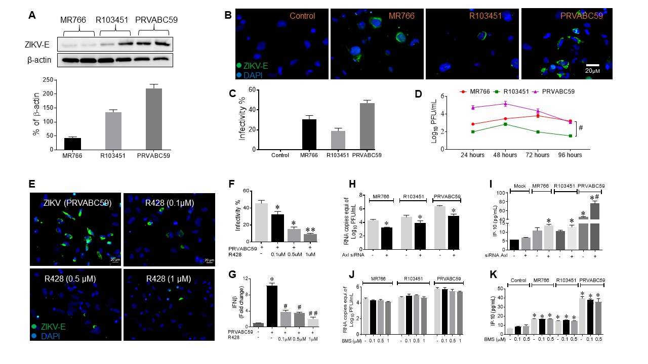 Zika Virus (ZIKV) infects human microglial cells by utilizing the AXL receptor for cell entry.