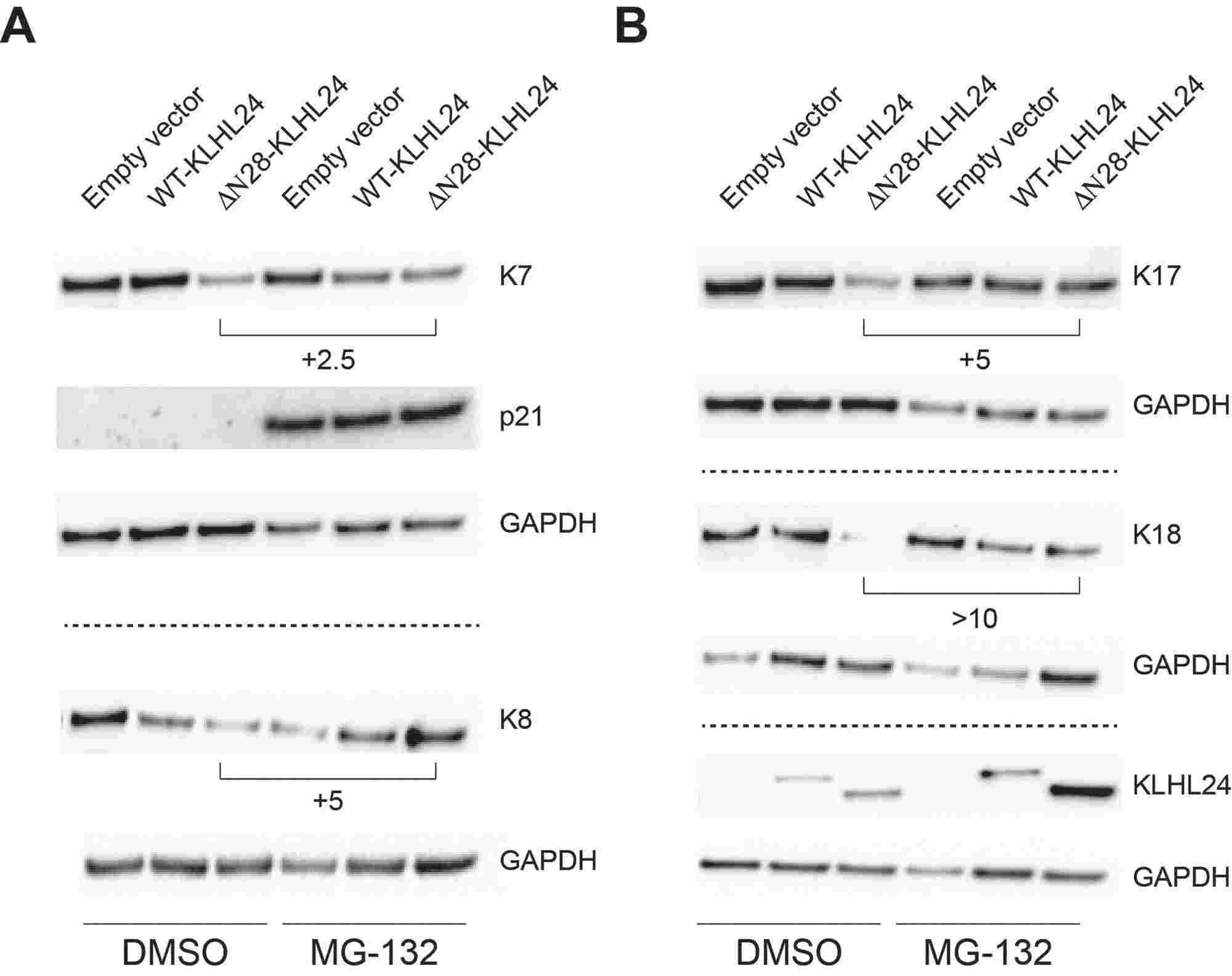 Inhibition of the proteasome prevents the degradation of these keratins caused by the mutant KLHL24.