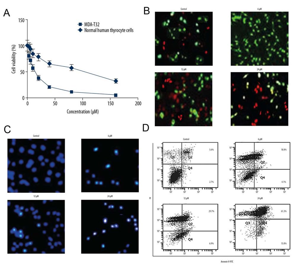 (A) Ferruginol suppressed the growth of MDA-T32 thyroid cancer cells. (B-D) It triggered apoptotic cell death in these cells.