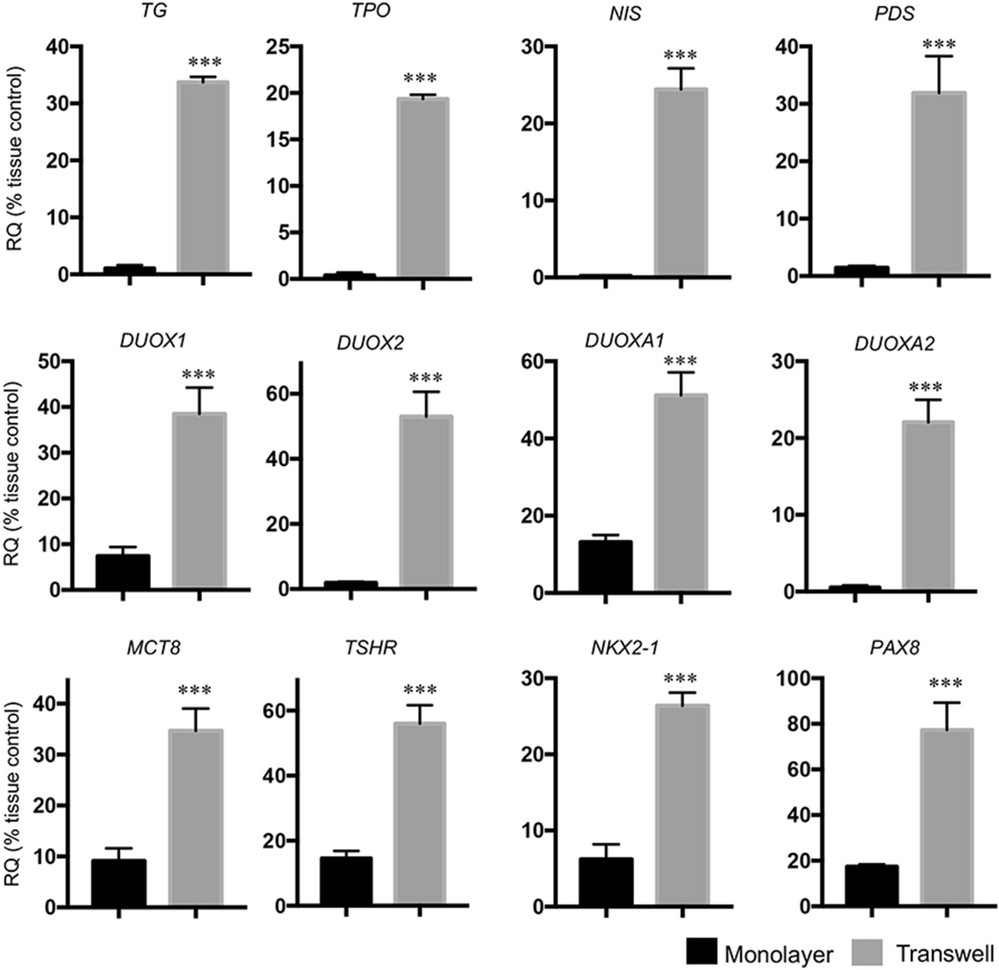 Thyroid-specific gene expression in primary human thyrocytes was elevated in the Transwell system compared to monolayer culture.