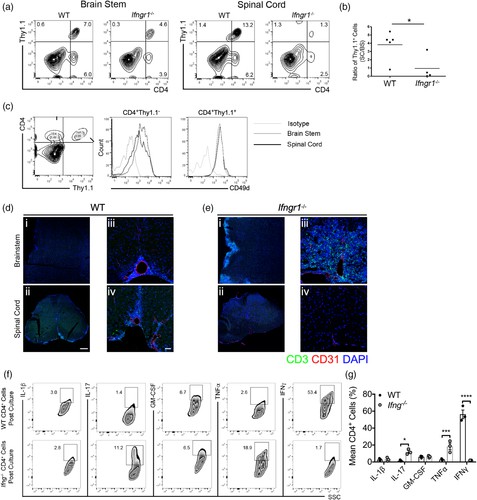 Cytokines drive the regional movement of T cells within the CNS.