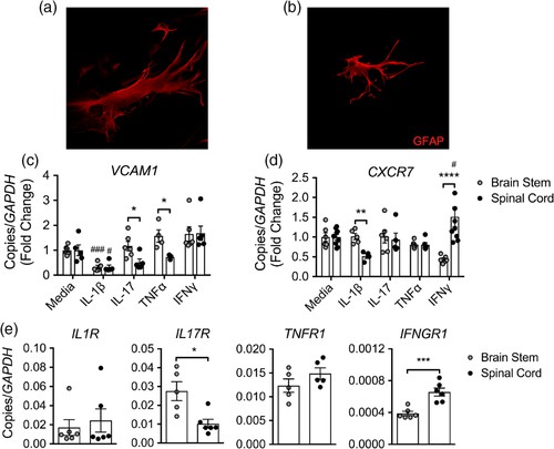 Cytokines regulate the regional localization signals on astrocytes.