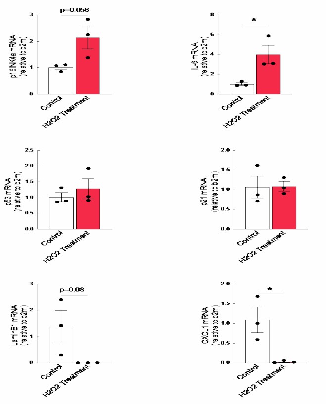 Hydrogen peroxide treatment of cultured astrocytes leads to increased levels of p16 and IL6, along with decreased levels of LaminB1.