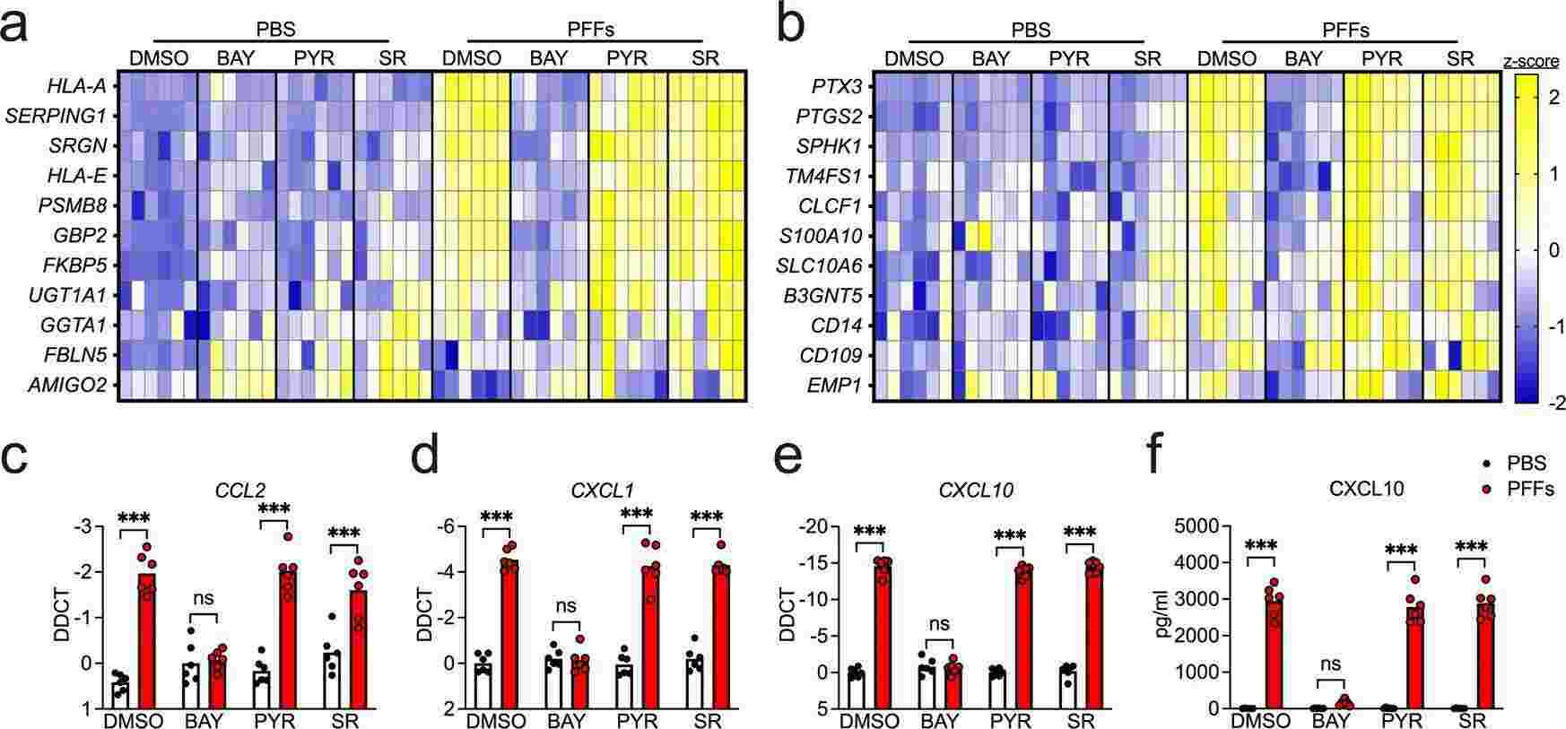 Human midbrain astrocytes experience transcriptional activation through NF-κB pathways when exposed to α-synuclein PFFs.