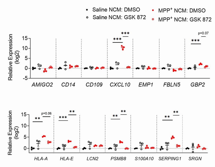 Astrocytes retain their transcriptional activation for a minimum of 24 hours after MPP+ NCM is removed.