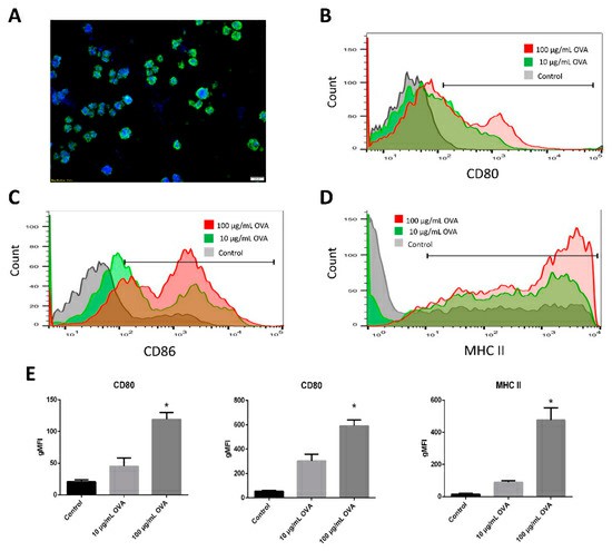 Incorporation of bone marrow-derived dendritic cells (BMDCs) into decellularized lymph node (dLN) frameworks.