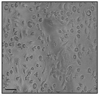 Dendritic cells derived from mouse bone marrow