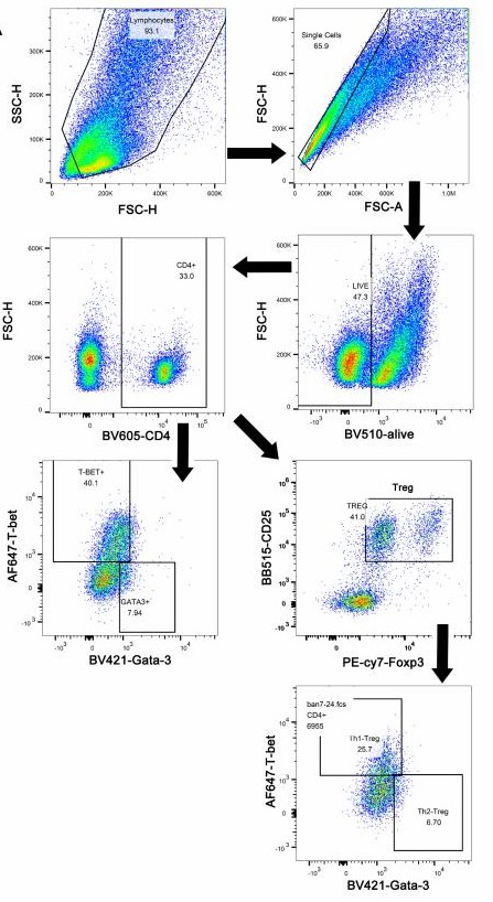 Gating strategy for Th cells