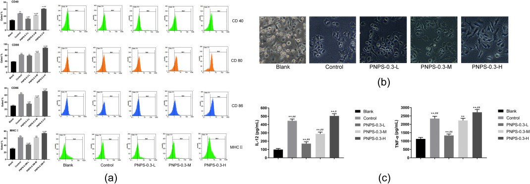 Immunomodulatory effects of PNPS-03 on bone marrow-derived dendritic cells.