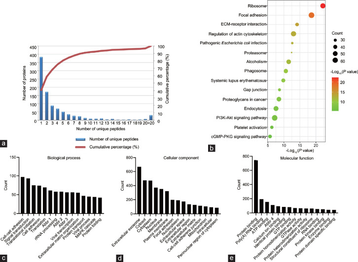 Proteomic analysis of exosomes derived from testicular endothelial cells.