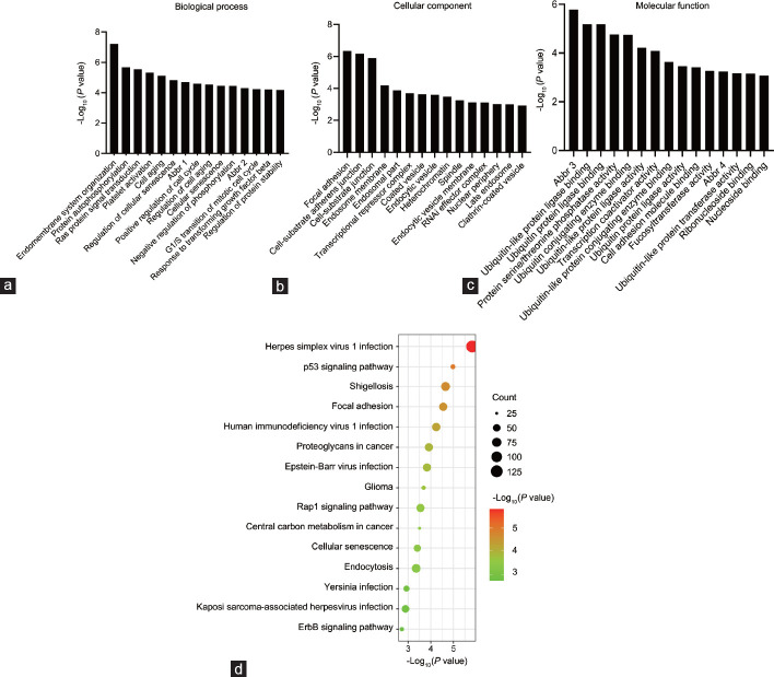 miRNA profiling in exosomes originating from testicular endothelial cells.