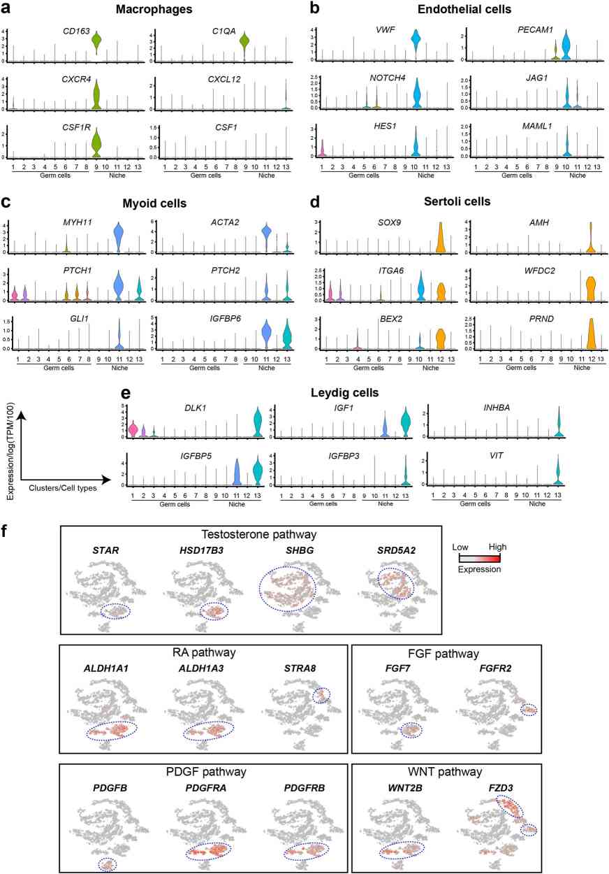 Expression patterns of key genes identifying niche cells and interactions between niche and germline cells.