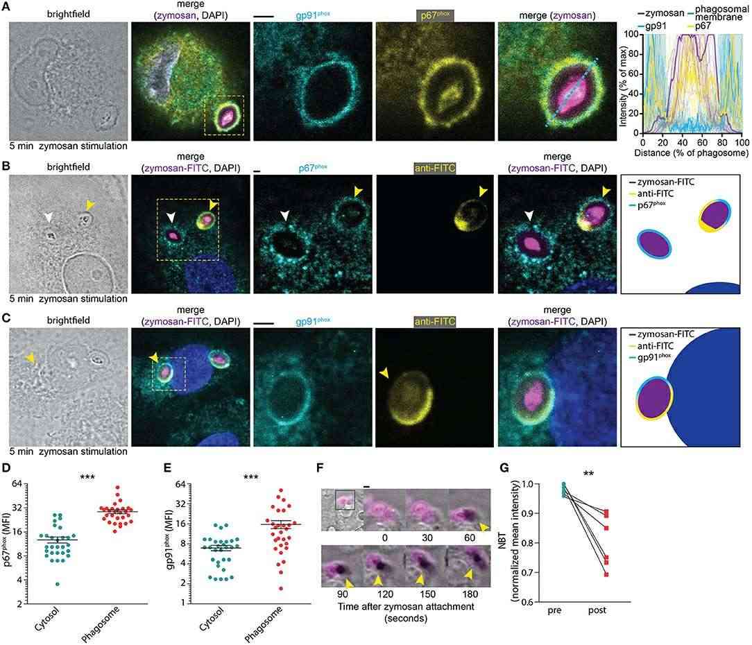 NOX2 assembles at the phagocytic cup in dendritic cells derived from monocytes.