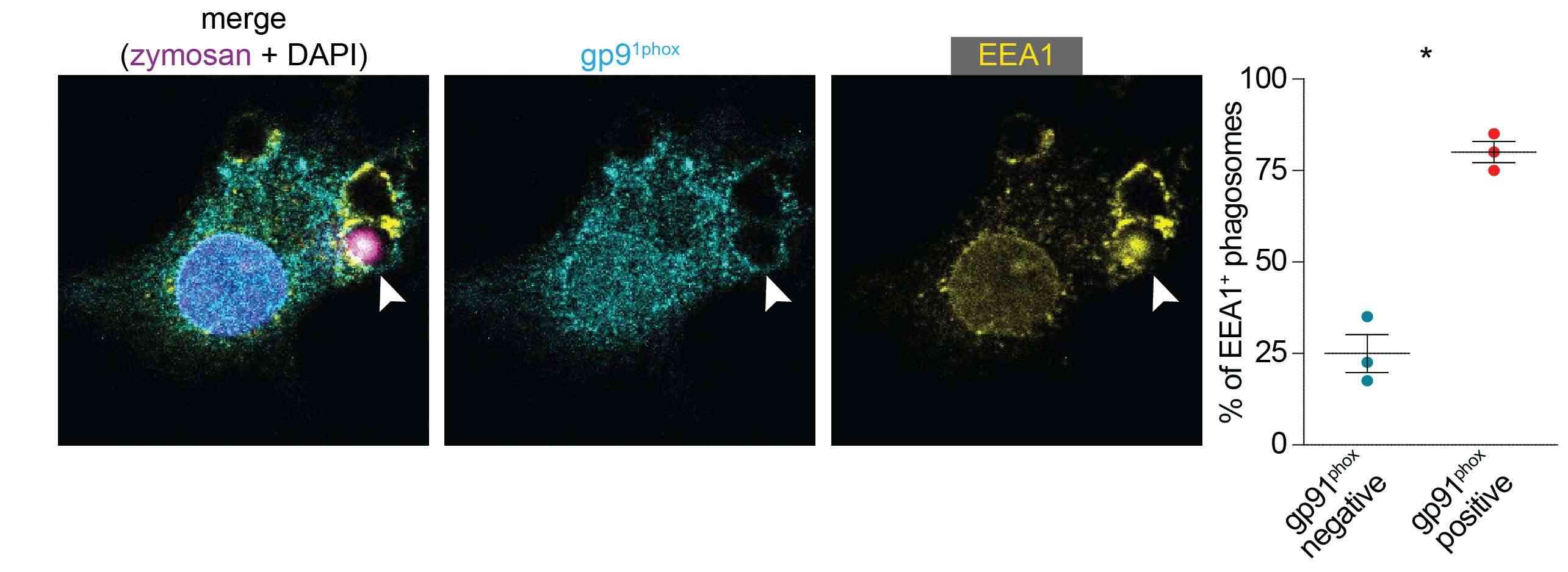 The gp91phox protein is located on EEA1-positive phagosomes.