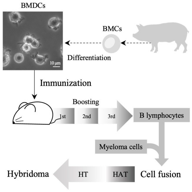 A diagram depicts the process for generating monoclonal antibodies (mAbs) targeting porcine dendritic cells (DCs). 