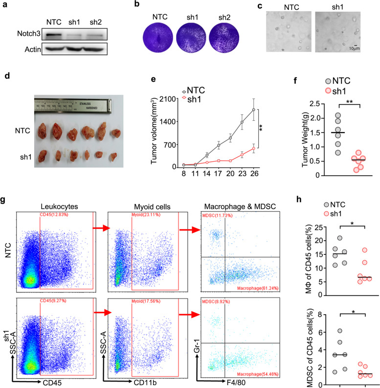 (a) Knockdown efficiency of Notch3-shRNA in MC38 cells. NTC, non-targeting control. (b) Colony formation assay of MC38 cells. (c) Spheroid formation assay of MC38 cells. (d) MC38 cells transfected with Notch3-shRNA or NTC were subcutaneously injected into C57BL/6 mice, and represented tumors were shown. (e) The proliferation curve of MC38-derived tumors. (f) The quantification of tumor weight. (g) Flow cytometry analysis of MC38 derived tumors. (h) The quantification of the results in g.