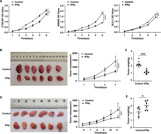 (A) Evaluation of CRC cell proliferation by CCK-8 assays in vitro. (B) Volume curve and weight curve (C) of CT26 subcutaneous tumors in IM-d-mice. (C). (D) Volume curve and weight curve (E) of CT26 subcutaneous tumors in IM-c-mice.