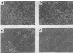 Micrographs of CW2 cells on culture dishes made of polystyrene after 24 hours of cultivation in RPMI 1640 medium containing 10% FBS and 0 mM (a), 2 mM (b), 5 mM (c) and 7.5 mM (d) aspirin using 2.0 x 104 cells/cm2 initially at 37°C.